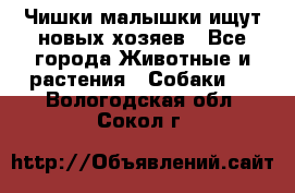   Чишки-малышки ищут новых хозяев - Все города Животные и растения » Собаки   . Вологодская обл.,Сокол г.
